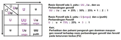 Rasio Genotip dan Rasio Fenotip