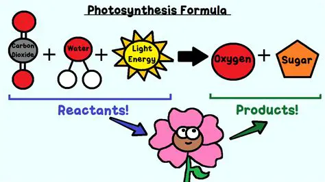 reactants of photosynthesis