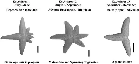 Regeneration in Echinoderms