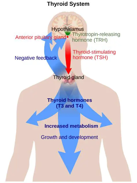 Regulation of Hormone Production
