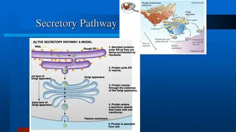 Regulation of the Secretory Pathway