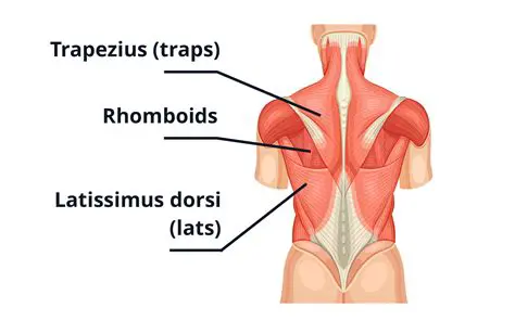 Relax the trapezius and rhomboids