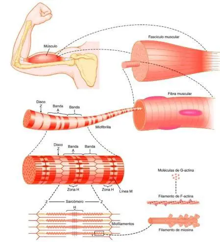Reparando directamente el tejido muscular