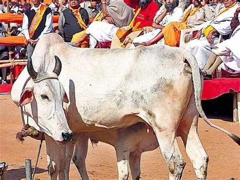 Repeal the laws prohibiting the slaughter of cows