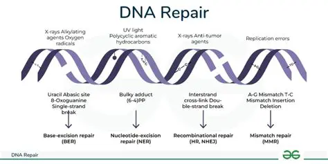 Replication and Repair Mechanisms
