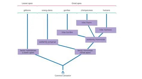 Representing the Relationships between Ages