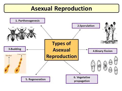 Reproduction Methods of Onions
