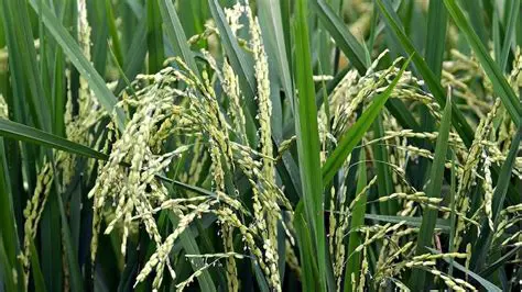 Resistance Test of Several Rice Varieties on Root Puru Nematode Attacks