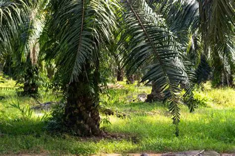Revenue and Risks in Oil Palm Farming