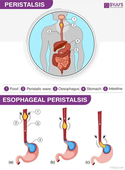 Role of Peristalsis in Digestive Processes