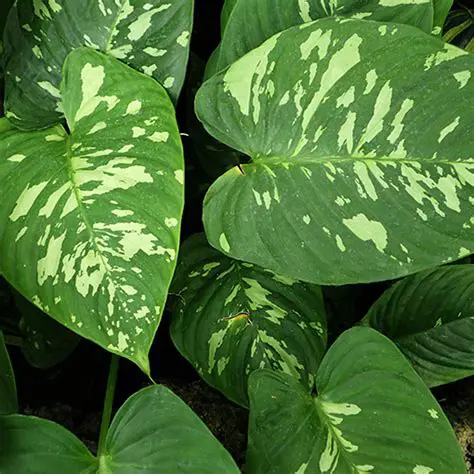 Schismatoglottis Calyptrata