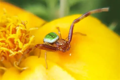 Season and flowers suit tiles can be matched even if they are not identical