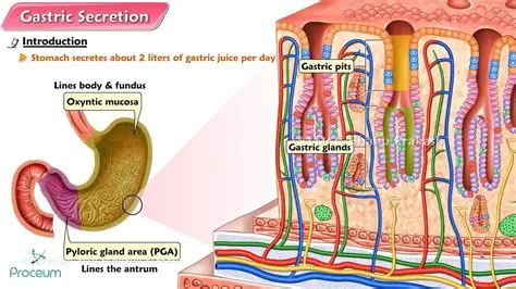secretion of gastric acids
