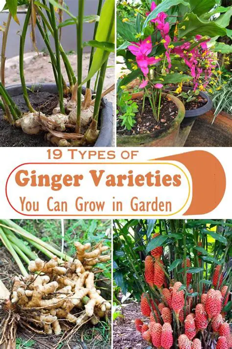 Selection of ginger varieties