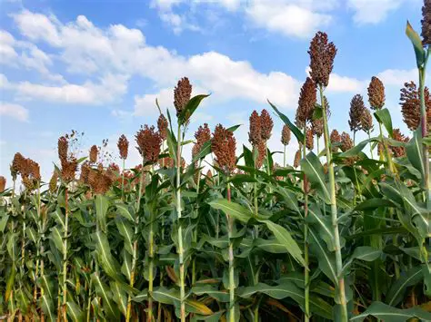 Selection of sorghum varieties