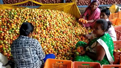 Selling Tomatoes at Different Profit Margins