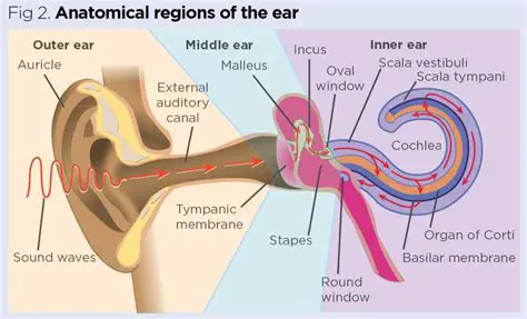 Sense of Direction and Hearing