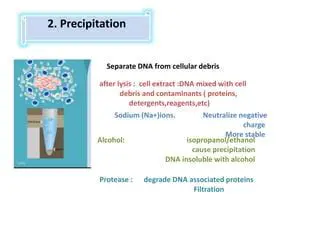 Separate DNA from cellular debris