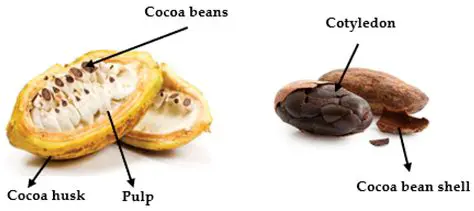 Separation of cocoa beans from skin