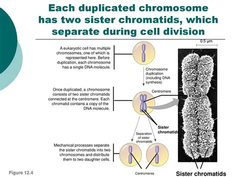 Separation of Sister Chromatids