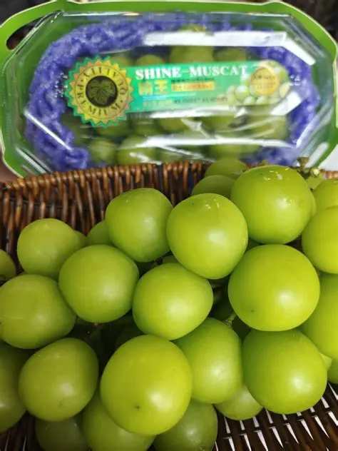 シャインマスカットの魅力と秘密：日本の誇る至高のぶどうを徹底解説