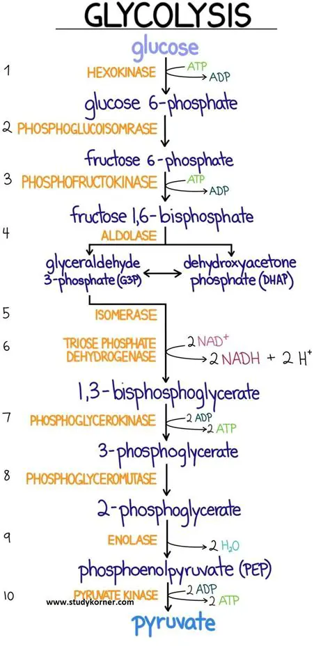 Significance of Glycolysis