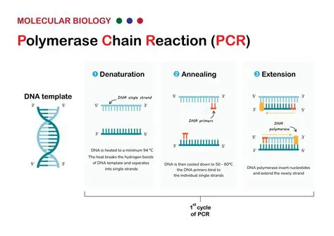 Significance of Polymerase in Biological Processes