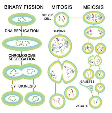 Similarities between Mitosis and Binary Fission