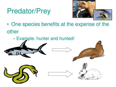 Similarities Between Predators and Prey