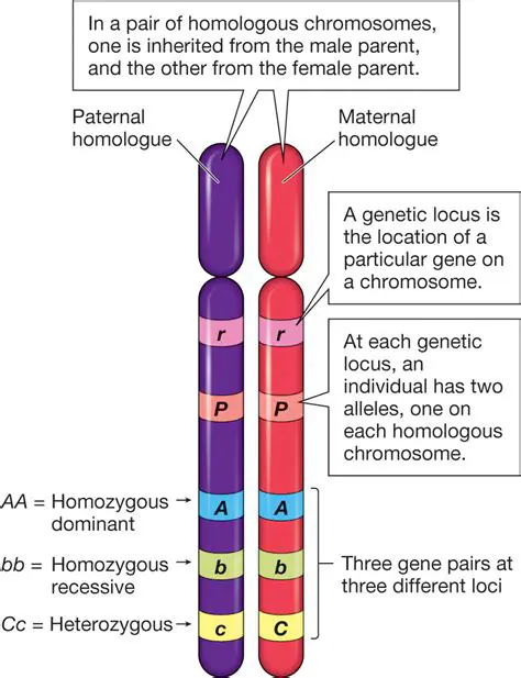 Similarities in the Genetics of Homologous Chromosomes