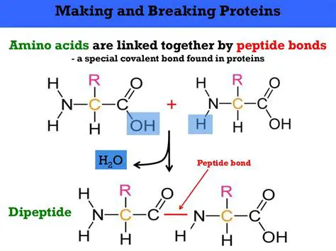 Simulation of Breaking Peptide