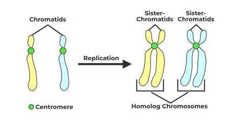Sister Chromatid Formation During Mitosis