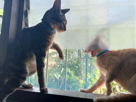 Unlocking the Sensation: The Rise of 