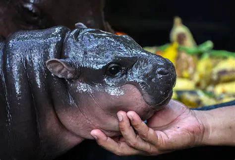 Smokey Nagatau2019s: Unveiling the Mystery of the Viral Internet Sensation