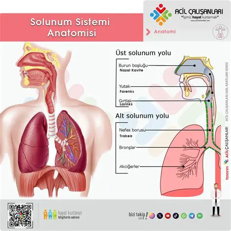 Solunum Sisteminin Problemleri