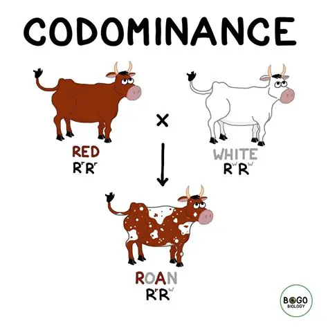 Solutions to Common Problems Related to Codominance