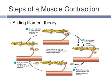 Steps of Muscle Contraction