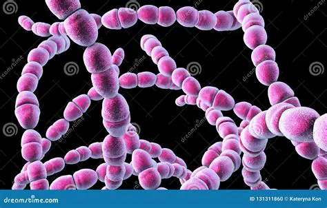 Streptococcus thermophilus