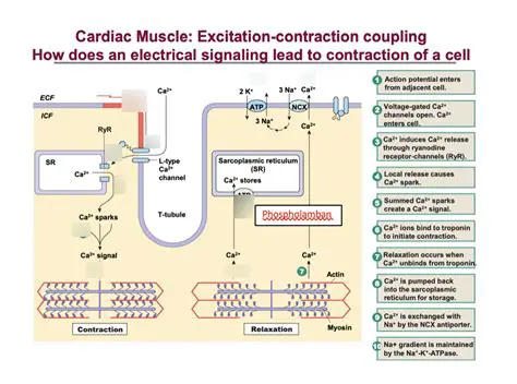 Stretching of the Cardiac Muscle Cells Before Contraction