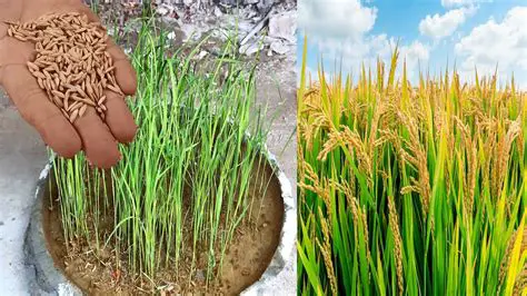 Strict supervision of rice seed quality