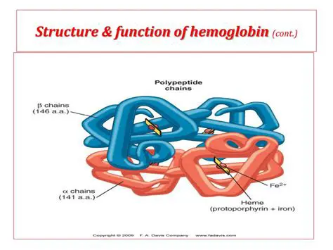 Structure and Function of Hemoglobin