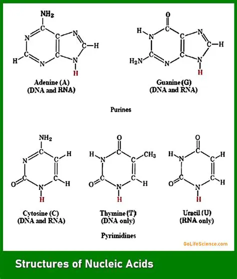 Structure of Nucleic Acids