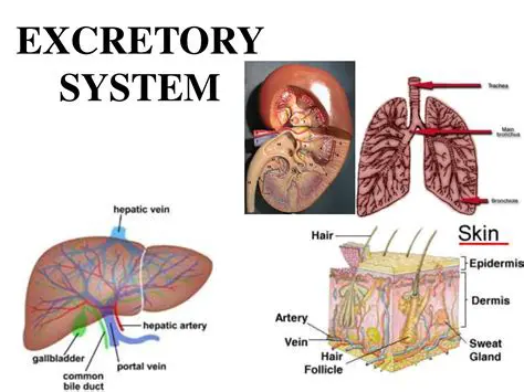 Structures of the Excretory System