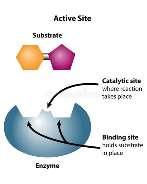 Substrate Binding and the Active Site