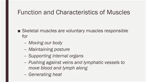 Supporting internal organs