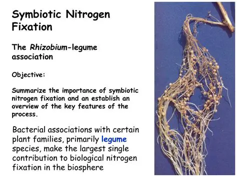 Symbiotic nitrogen fixation