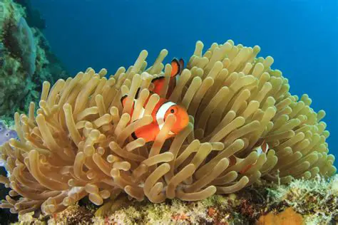 Symbiotic Relationships in the Ocean