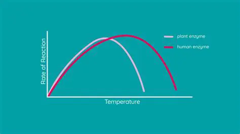 Temperature and Enzyme Denaturation