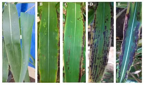 Test the Effectiveness of Vegetable Pesticides in Controlling Anthracnose in Chili Plants