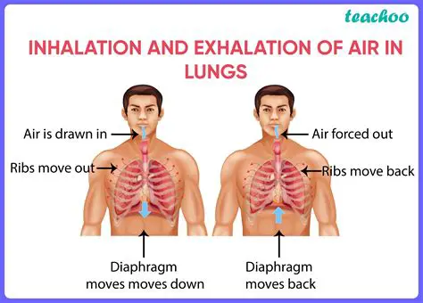 The Anatomy of Inhalation and Exhalation
